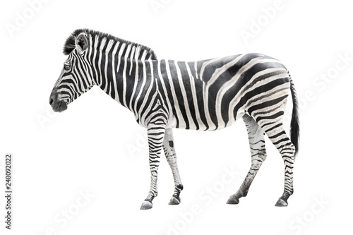 Fototapeta zebra isolated on white