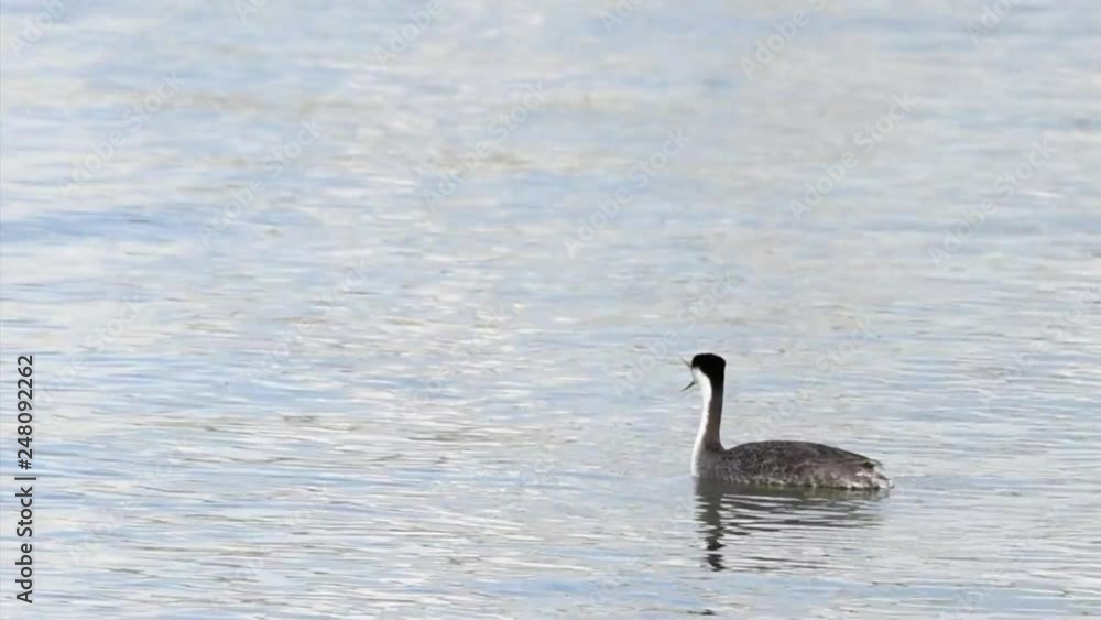 02_07_19_HD Video Western Grebe Preening in lake 02_07_19_HD Video Western Grebe Preening in lake