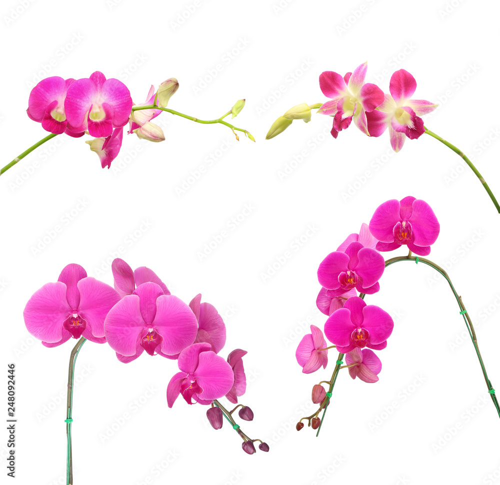 Beautiful orchid isolated on white background
