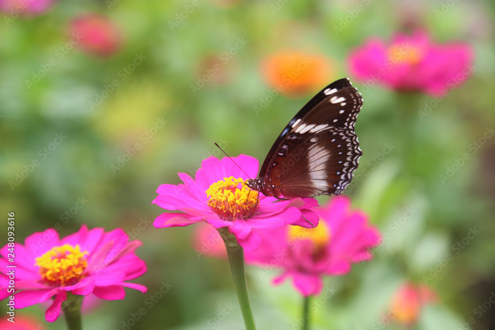 beautiful flower with butterfly beautiful flower with butterfly