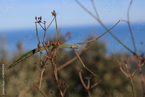 stick insect photo