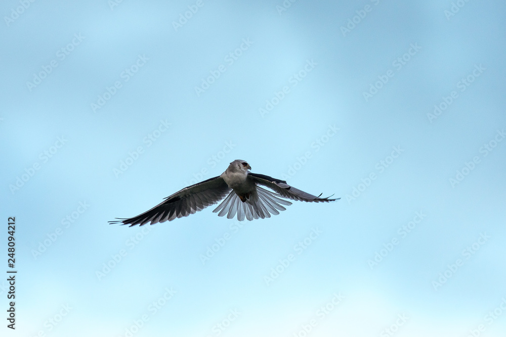 Obraz premium Very close view of a white-tailed kite flying in the wild