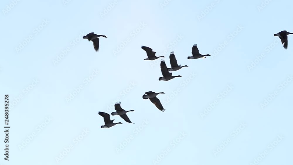 Graceful Flock of Canadian Geese Flying in Slow Motion Graceful Flock of Canadian Geese Flying in Slow Motion