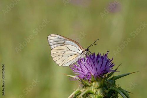 Flowering hawthorn butterfly
