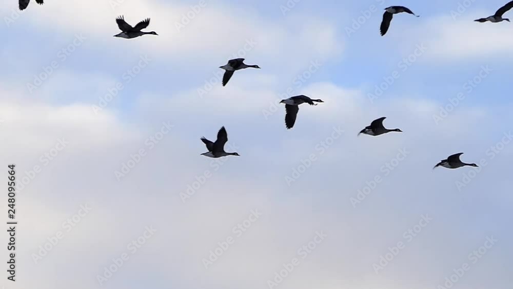 Graceful Flock of Canadian Geese Flying in Slow Motion Graceful Flock of Canadian Geese Flying in Slow Motion