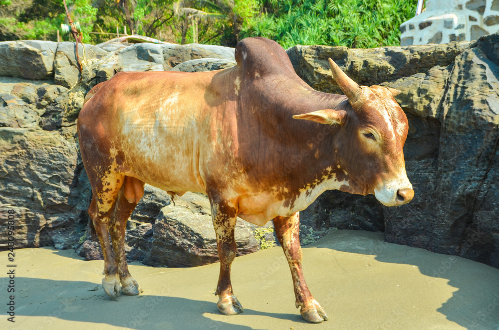 the cow lies on the beach, the cow walks along the beach, the cow lies on the beach, the cow walks along the beach,