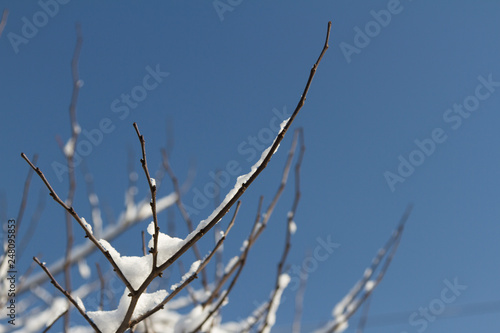 bare branch in winter