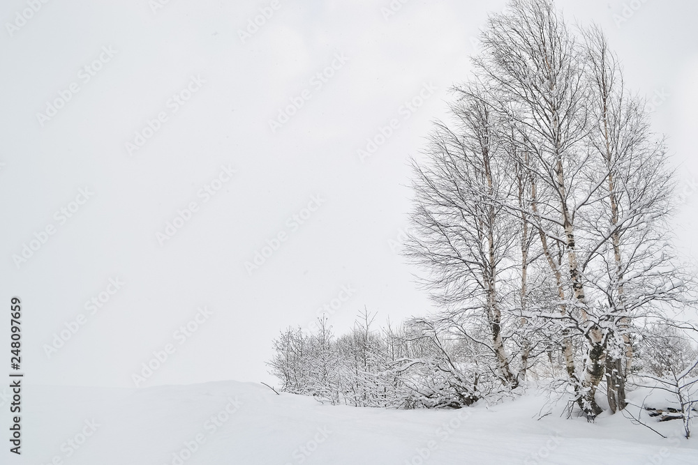 Birches in the snow Birches in the snow