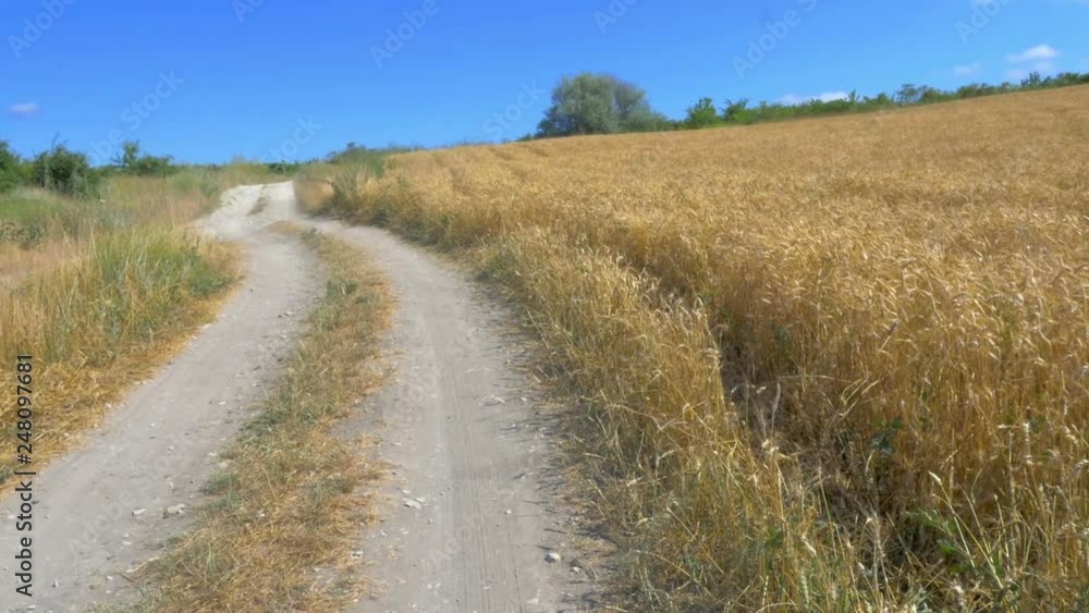 road in the field of ripe wheat ready for harvesting road in the field of ripe wheat ready for harvesting