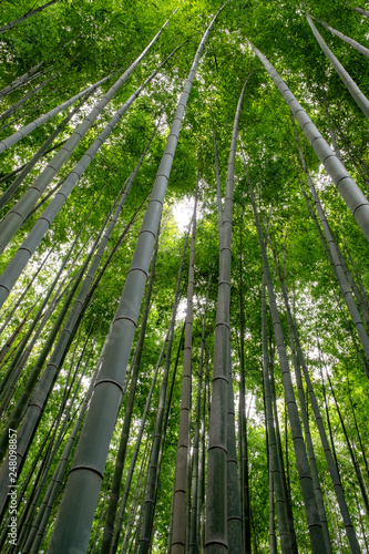 Low angle view image of bamboo forest in Arashiyama  Japan
