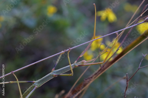 stick insect