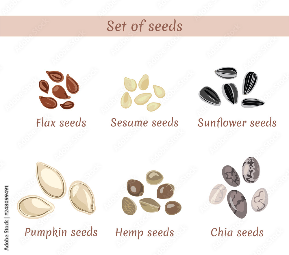 Set of named seeds isolated on white background. Chia, flax, sesame,  sunflower, pumpkin, hemp. Vector illustration in cartoon simple flat style.  Stock Vector | Adobe Stock