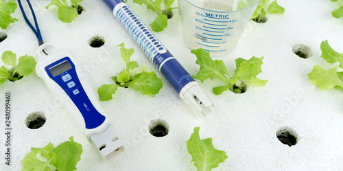 pH meter and Cup measure water on salad growing natural background. hydroponic vegetable garden farm. . photo