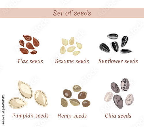 Set of named seeds isolated on white background. Chia, flax, sesame, sunflower, pumpkin, hemp. Vector illustration in cartoon simple flat style.