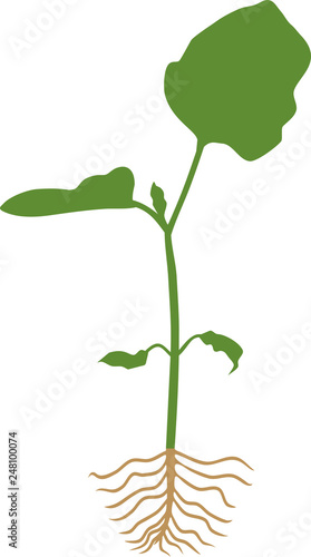 Small sprout of eggplant with green leaves and root system