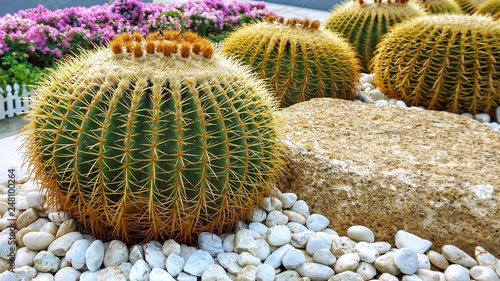 cactus in the garden