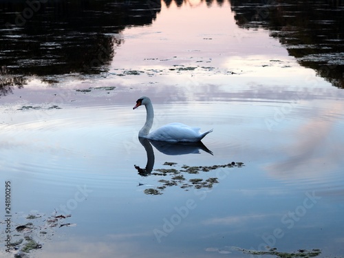 Swan swimming on a lake which reflects the beautiful sunset in Blücherpark, Cologne © Nancy