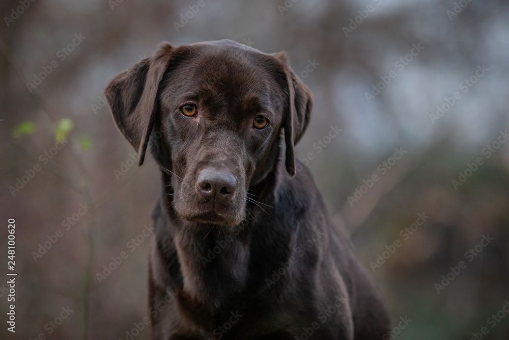 Portrait of a Chocolate Labrador Retriever