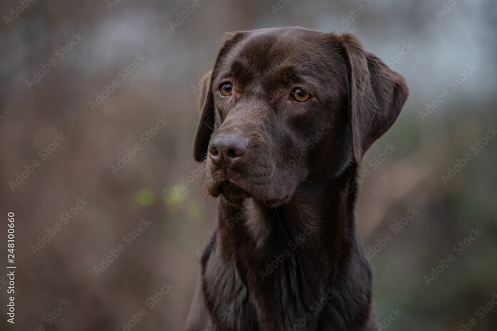 Portrait of a Chocolate Labrador Retriever Portrait of a Chocolate Labrador Retriever
