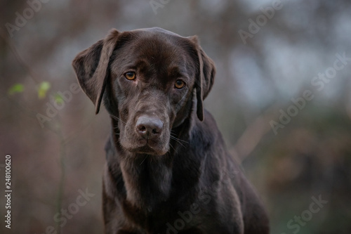 Portrait of a Chocolate Labrador Retriever