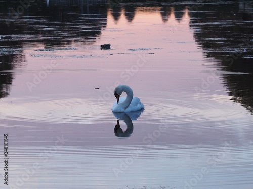 Swan swimming on a lake which reflects the beautiful sunset in Blücherpark, Cologne