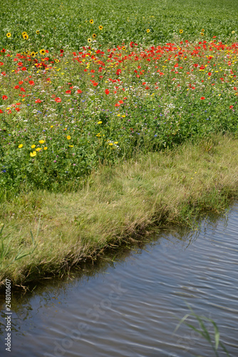 Blumen an einem Kanal in Holland photo