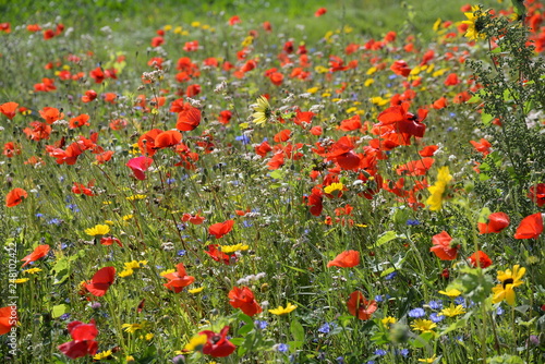 Mohn und Sonnenblumen