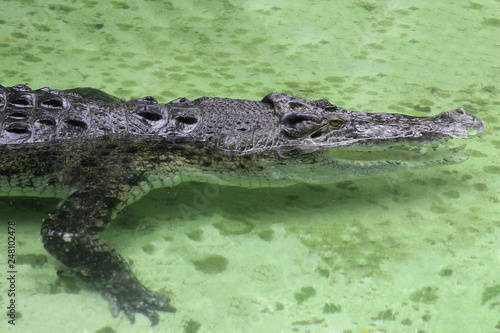 Crocodile on the river
