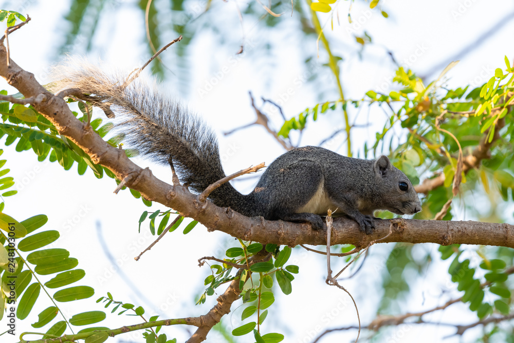 Thai common squirrel perching Vegetable hummingbird tree Thai common squirrel perching Vegetable hummingbird tree