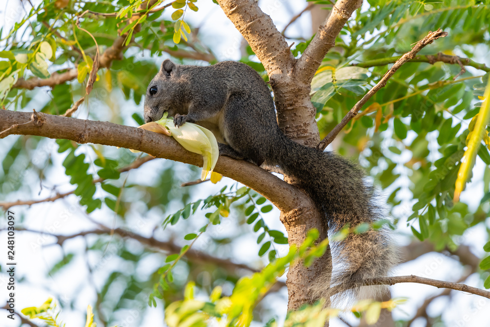 Thai common squirrel gnawing the Vegetable hummingbird flower on a tree Thai common squirrel gnawing the Vegetable hummingbird flower on a tree