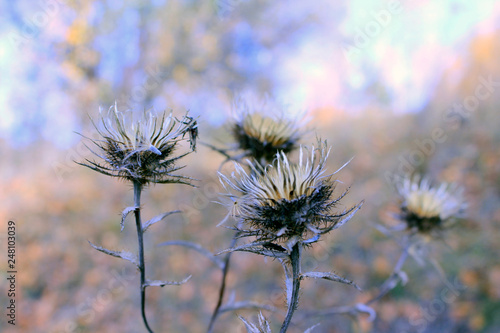 thistle in bloom