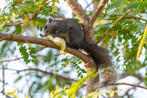 Thai common squirrel gnawing the Vegetable hummingbird flower on a tree