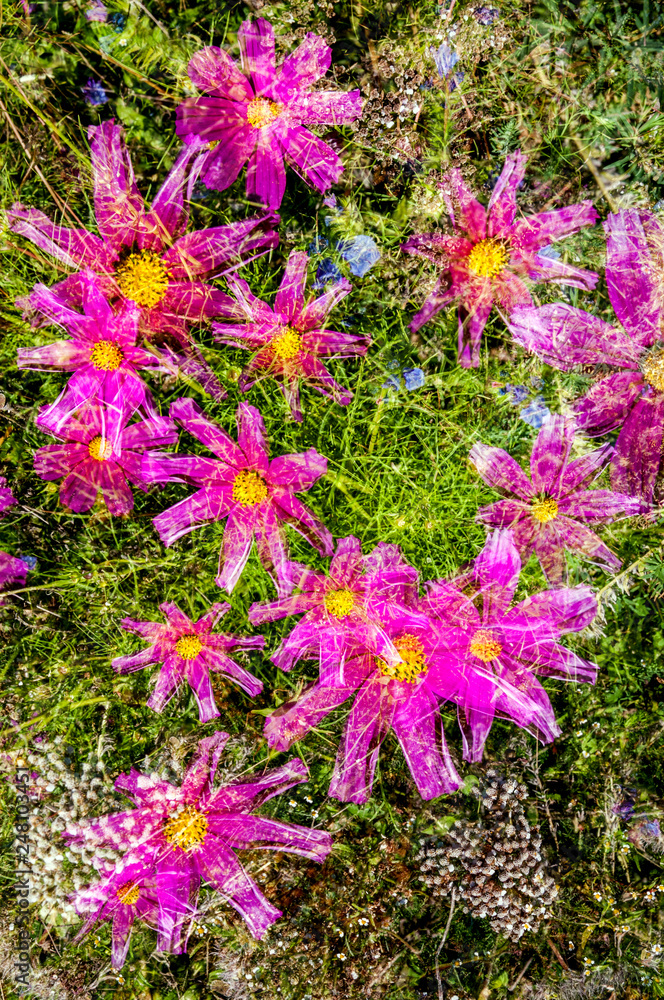 Blumen abstrakt Blumen abstrakt