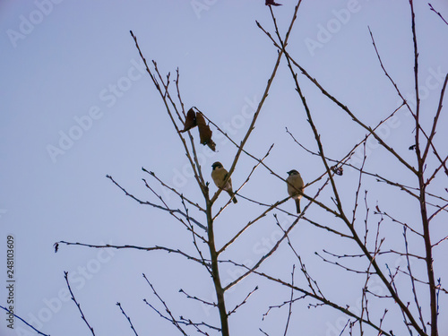 나뭇가지 위에 앉아있는 참새 한 쌍