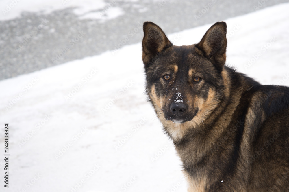 Homeless dog on snow background Homeless dog on snow background