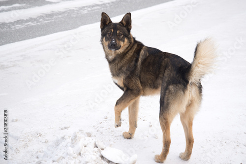 Homeless dog on snow background © woff