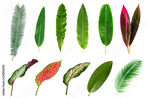 set of tropical leaves isolated on white background.