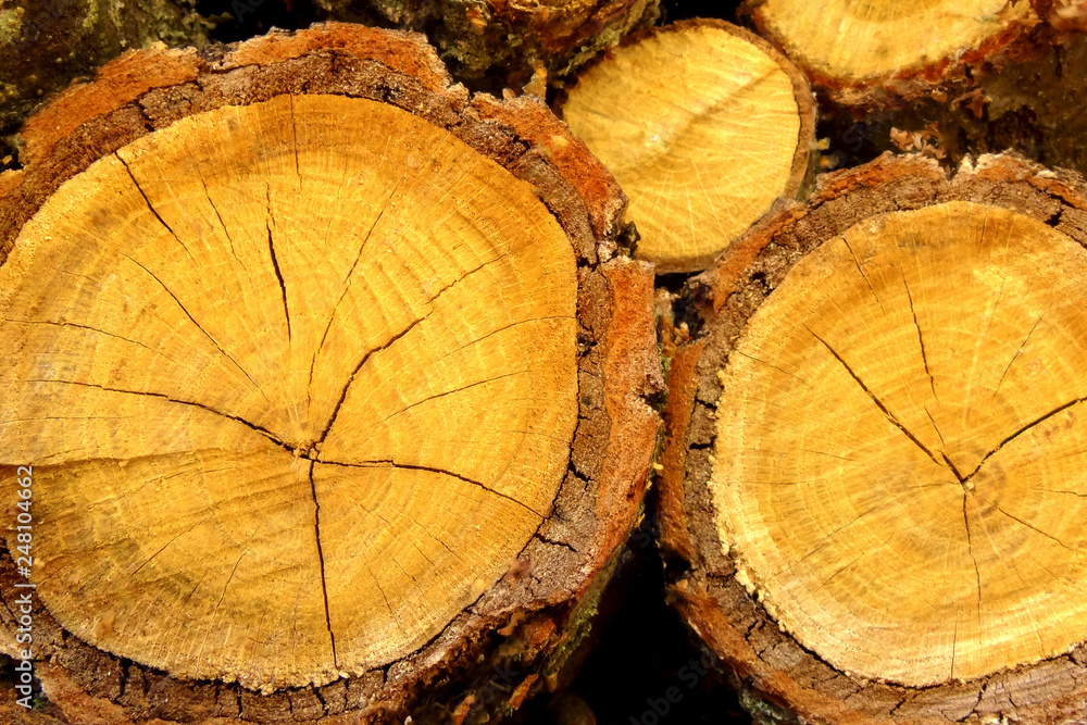 Naklejka premium Chopped wood straightened in row, wooden logs for heating. Wall made of cut logs, natural wooden texture.