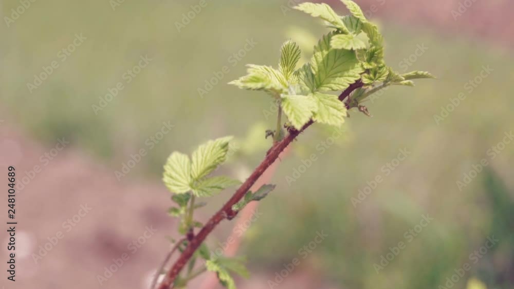 The young stem of raspberries . The spring leaves. The young stem of raspberries . The spring leaves.