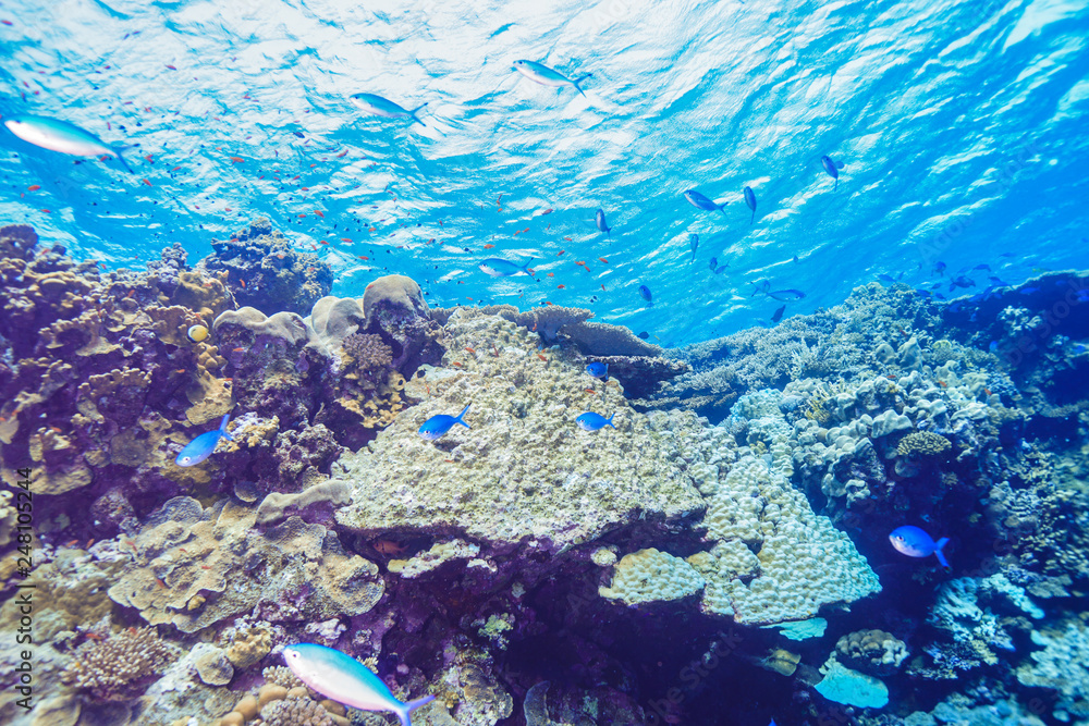 Fototapeta premium Coral Reef at the Red Sea, Egypt