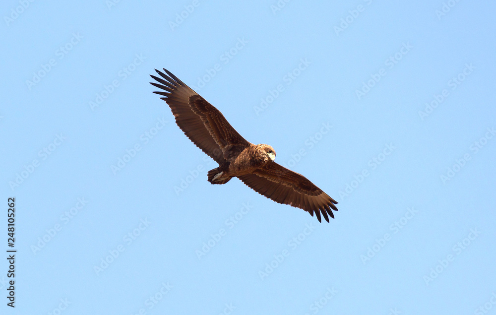 Fototapeta premium Flying Tawny eagle
