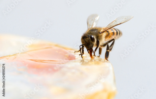 Close-up of a bee eating jam of the breakfast table photo