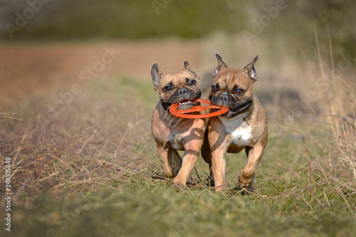 Action shot of two fawn French Bulldog dogs running towards camera while holding a frisbee toy together in their muzzle