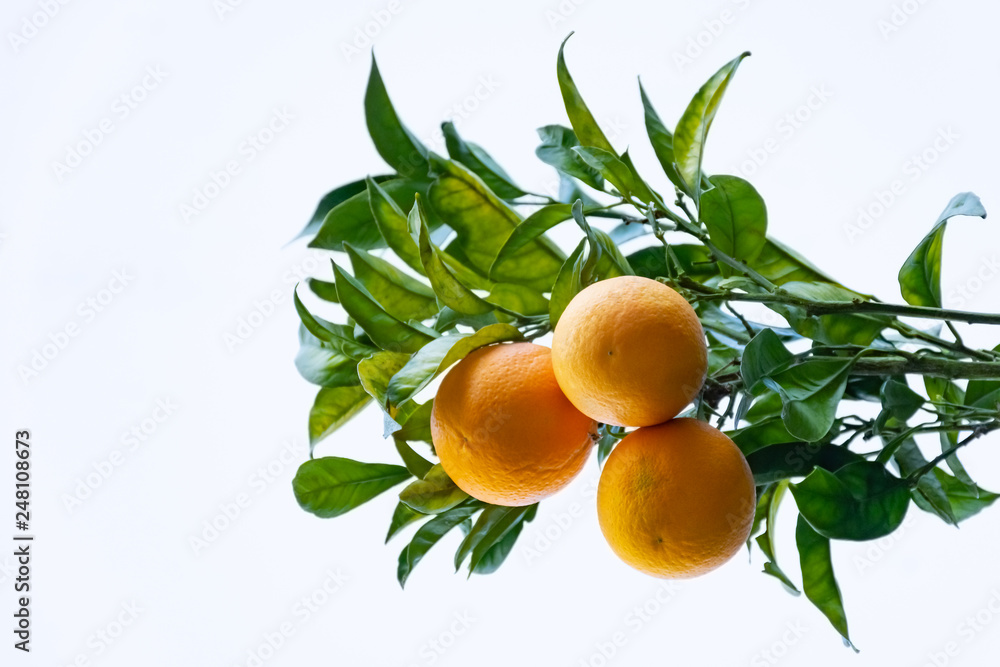 Ripe oranges fruits on the tree