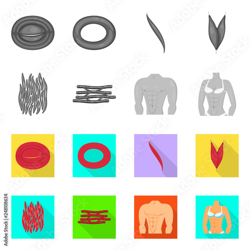 Vector design of fiber and muscular symbol. Collection of fiber and body  vector icon for stock.