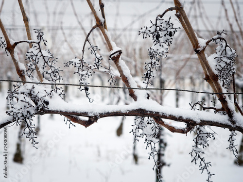 Vineyard in Winter photo