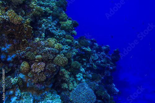 Fototapeta Naklejka Na Ścianę i Meble -  Coral reef at the Red Sea Egypt