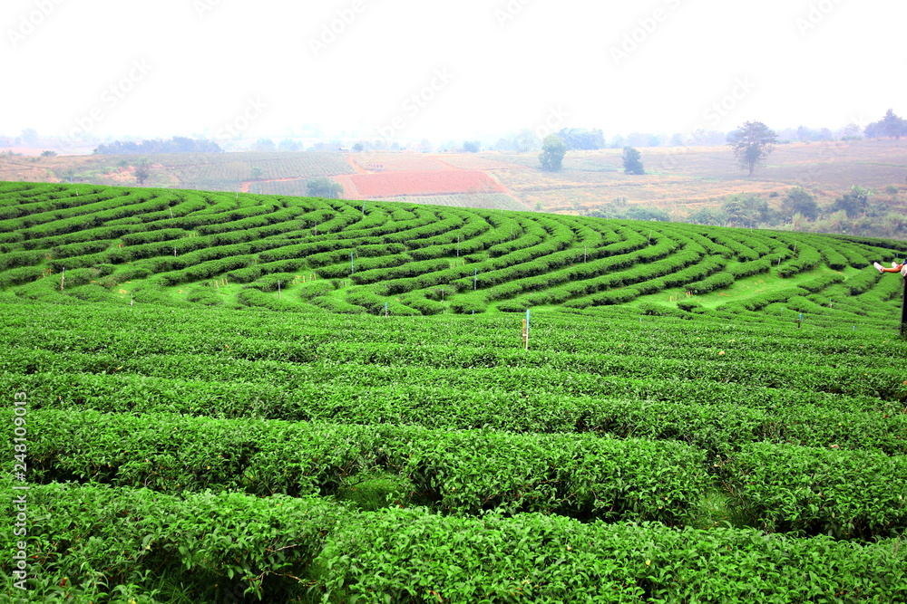 the beautiful landscape of green tea plantation on high land Changrai  Thailand