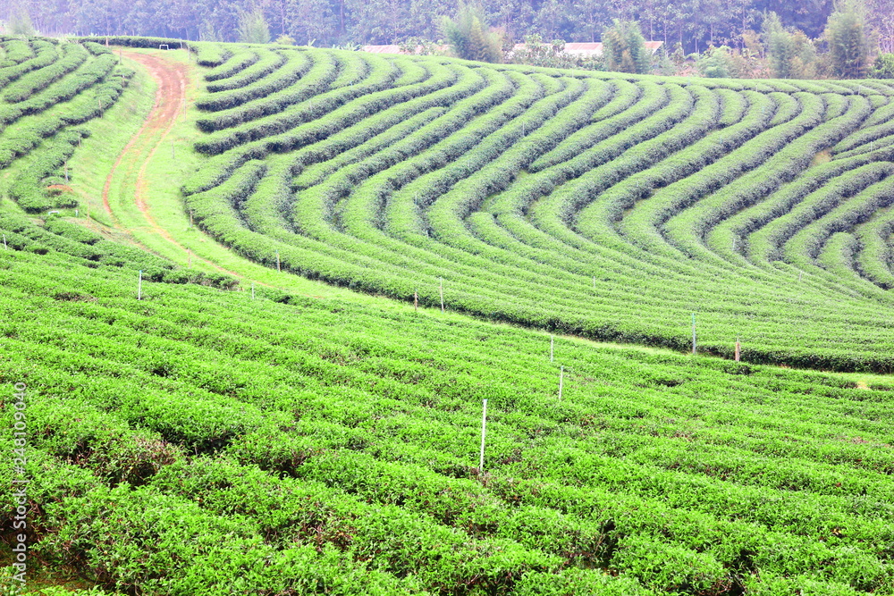 the beautiful landscape of green tea plantation on high land Changrai  Thailand