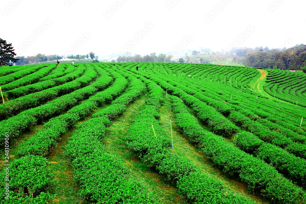 the beautiful landscape of green tea plantation on high land Changrai  Thailand